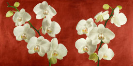 Andrea Antinori - Orchids on Red Background