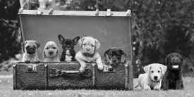 Pangea Images - Dog Pups in a Suitcase