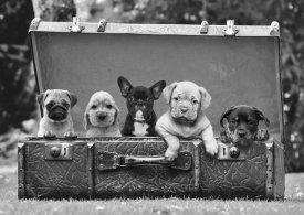 Pangea Images - Dog Pups in a Suitcase (detail)