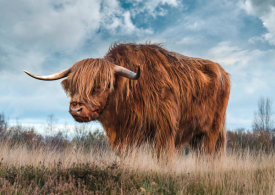 Pangea Images - Scottish Highland Bull