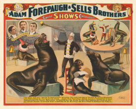 Strobridge Lith. Co. - Adam Forepaugh and Sells Brothers Circus: Captain Woodward's Performing Sea Lions, 1898