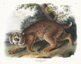 John James Audubon - Lynx rufus, Common American Wild Cat. Male