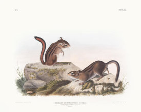 John James Audubon - Tamias Townsendii, Townsend's Ground Squirrel