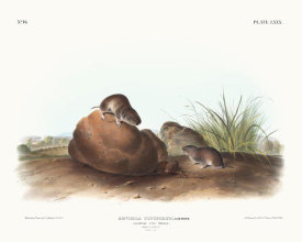 John James Audubon - Arvocola pinetorum, Lecontes Pine Mouse