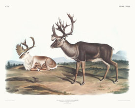 John Woodhouse Audubon - Tarandus furcifer, Caribou, or American Rein Deer. Males. 1. Summer pelage, 2. Winter pelage