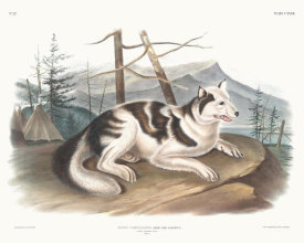 John Woodhouse Audubon - Canis familiaris, Hare-Indian Dog. Male