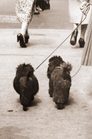 Angelo Rizzuto - Two dogs enjoying a walk, New York City, 1957