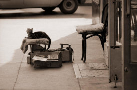 Angelo Rizzuto - Feline Shoeshine, New York City, 1960