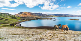 Pangea Images - Wild Horses by a Lake, Iceland