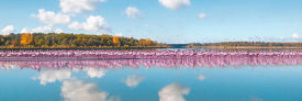 Pangea Images - Flamingos Reflection, Camargue, France (detail)