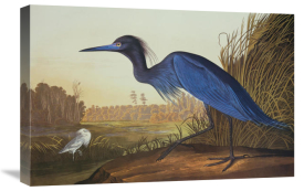 John James Audubon - Blue Crane Or Heron