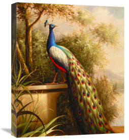 Blum - Regal Peacock
