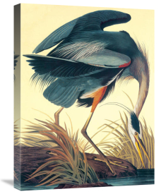 John James Audubon - Great Blue Heron