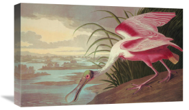 John James Audubon - Roseate Spoonbill