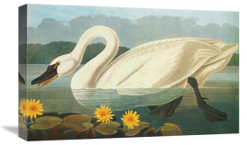 John James Audubon - Common American Swan