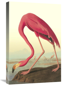 John James Audubon - American Flamingo