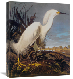 John James Audubon - Snowy Heron Or White Egret