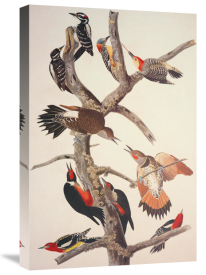 John James Audubon - Hairy Woodpecker