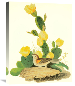 John James Audubon - Grass Finch Or Bay-Winged Bunting
