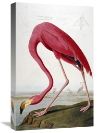 John James Audubon - American Flamingo