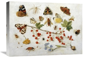 Jan Van Kessel - Butterflies, Moths and Other Insects