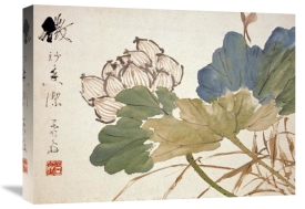 Xu Gu - Lotus