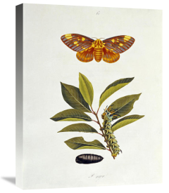 John Abbot - The Natural History of The Rarer Lepidopterous Insects of Georgia 1794