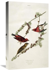 John James Audubon - Purple Finch