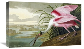 John James Audubon - Roseate Spoonbill