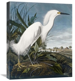 John James Audubon - Snowy Heron
