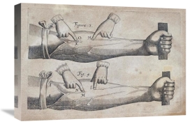 William Harvey - Discovery of The Circulation of Blood