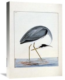 William Lewin - Heron