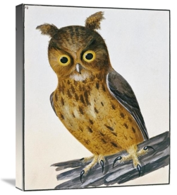 William Lewin - Owl