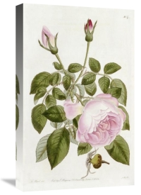 John Lindley - Illustration From The Botanical Register