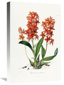 John Lindley - Star Orchid
