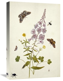 Thomas Robins Jr. - Rosebay Willowherb and Buttercups