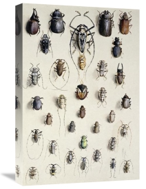Marian Ellis Rowan - Thirty-Four Insects
