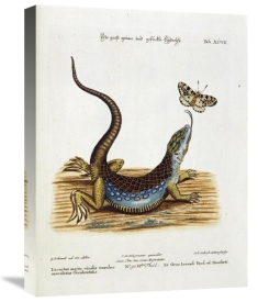 Johann Michael Seligman - Lizard Chasing a Butterfly