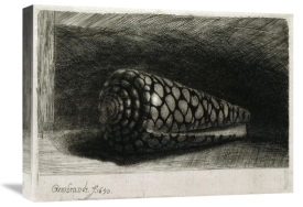 Rembrandt Van Rijn - The Shell (Conus Marmoreus)