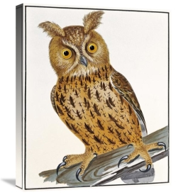 William Lewin - Owl