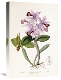 John Lindley - Cattleya Superba Orchid