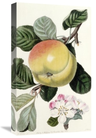 John Lindley - Apple