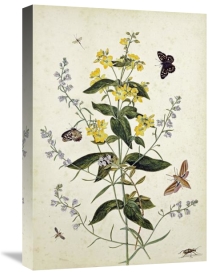 Thomas Robins Jr. - Yellow Loosestrife and Other Wild Flowers