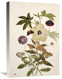 Thomas Robins Jr. - Milkweed, Poppy and Hibiscus