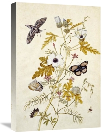 Thomas Robins Jr. - Scabious and a Cupid Flower