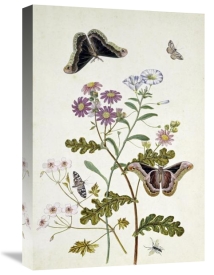 Thomas Robins Jr. - Convolvulus and Chrysanthemum