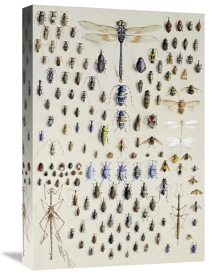 Nmarian Ellis Rowan - One Hundred and Fifty Insects