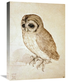 Albrecht Durer - Screech Owl