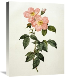 Pierre Joseph Redoute - Rosa Indica Frangras (Flora Simplici)