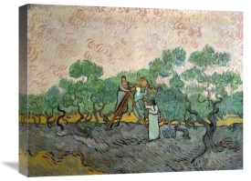 Vincent Van Gogh - Women Picking Olives